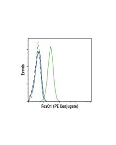Cell Signaling Foxo1 (C29h4) Rabbit mAb (PE Conjugate)