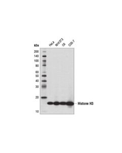 Cell Signaling Histone H3 (1b1b2) Mouse mAb