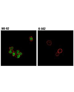 Cell Signaling T-Bet/Tbx21 (D6n8b) Xp Rabbit mAb (Alexa Fluor 488 Conjugate)