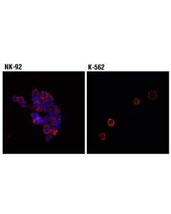 Cell Signaling T-Bet/Tbx21 (D6n8b) Xp Rabbit mAb (Alexa Fluor 647 Conjugate)
