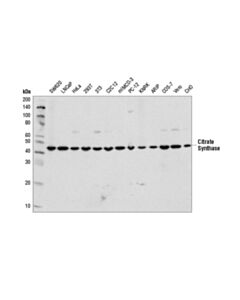 Cell Signaling Citrate Synthase (D7v8b) Rabbit mAb