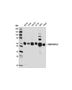 Cell Signaling E4bp4/Nfil3 (D5k8o) Rabbit mAb