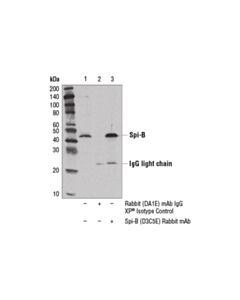 Cell Signaling Spi-B (D3c5e) Rabbit mAb