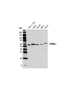 Cell Signaling Trim5alpha (D6z8l) Rabbit mAb
