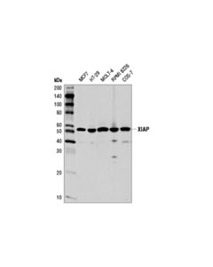 Cell Signaling Xiap (D2z8w) Rabbit mAb