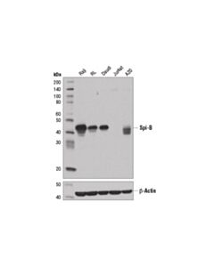 Cell Signaling Spi-B (D4v9s) Rabbit mAb