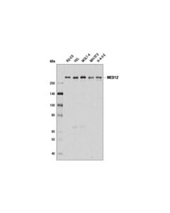 Cell Signaling Med12 (D9k5j) Rabbit mAb