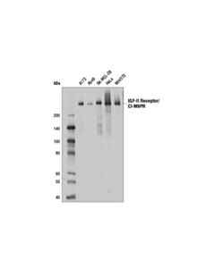 Cell Signaling Igf-Ii Receptor/Ci-M6pr (D3v8c) Rabbit mAb