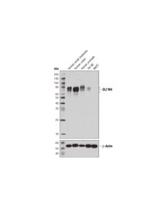 Cell Signaling Olfm4 (D1e4m) Xp Rabbit mAb