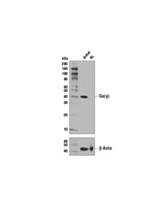 Cell Signaling Galpha(q) (D5V1B) Rabbit mAb 20 uL