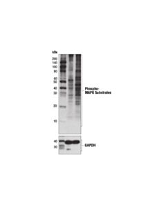 Cell Signaling Phospho-MAPK Substrates Motif [PXpTP] MultiMab Rabbit mAb mix 20 uL