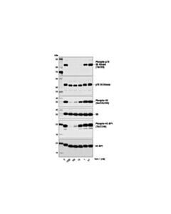 Cell Signaling Torin 1