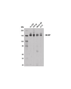 Cell Signaling M-Rip (D9i5t) Rabbit mAb