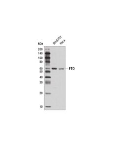 Cell Signaling Fto Antibody