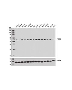 Cell Signaling Psmc2 (D5t1t) Rabbit mAb
