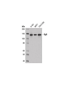 Cell Signaling Eg5 (E1l3w) Rabbit mAb
