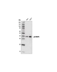 Cell Signaling P38 Mapk (D13e1) Xp  Rabbit mAb (Hrp Conjugate)