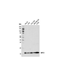 Cell Signaling Mpc1 (D2l9i) Rabbit mAb