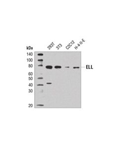 Cell Signaling Ell (D7n6u) Rabbit mAb
