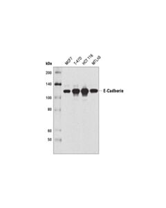 Cell Signaling E-Cadherin (4a2) Mouse mAb