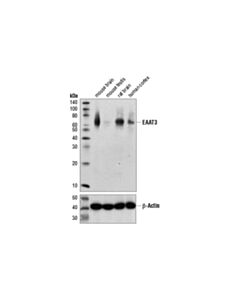 Cell Signaling Eaat3 (E1e6m) Rabbit mAb