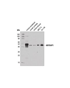 Cell Signaling Arfgap1 (D9a4v) Rabbit mAb