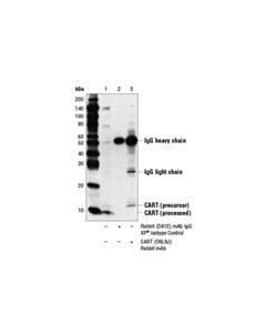 Cell Signaling Cart (D6l8j) Rabbit mAb