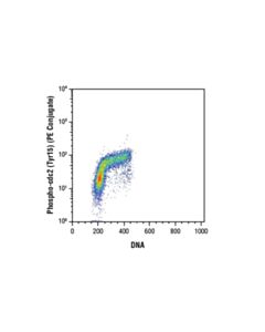 Cell Signaling Phospho-Cdc2 (Tyr15) (10a11) Rabbit mAb (PE Conjugate)