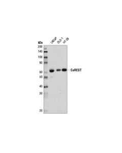 Cell Signaling CoREST (D6I2U) Rabbit mAb 20 uL
