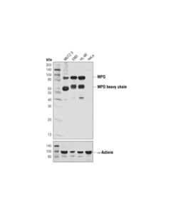 Cell Signaling Myeloperoxidase (E1e7i) Xp<LT/>Sup&Gt;®<LT/>/Sup&Gt; Rabbit mAb