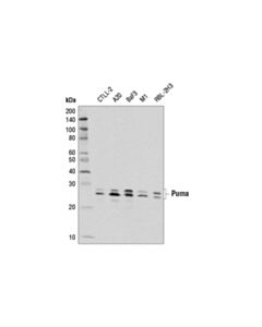 Cell Signaling Puma (E1s7a) Rabbit mAb (Rodent Specific)