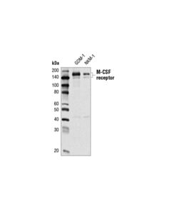 Cell Signaling CSF-1R/M-CSF-R (E7S2S) Rabbit mAb 20 uL