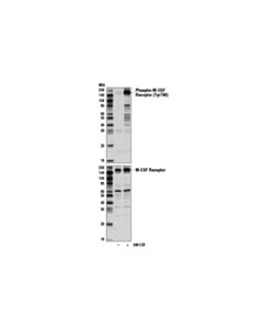 Cell Signaling Phospho-CSF-1R/M-CSF-R (Tyr708) (D5F4Y) Rabbit mAb 20 uL