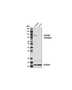 Cell Signaling Cd105/Endoglin (3a9) Mouse mAb