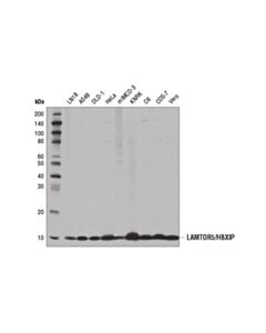 Cell Signaling Lamtor5/Hbxip (D4v4s) Rabbit mAb