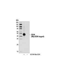 Cell Signaling Cd38 Antibody