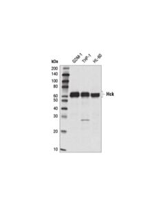 Cell Signaling Hck (E1i7f) Rabbit mAb