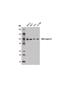 Cell Signaling Dna Ligase IV (D5n5n) Rabbit mAb