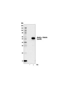 Cell Signaling Acetyl-Alpha-Tubulin (Lys40) (D20g3) Xp Rabbit mAb (Hrp Conjugate)