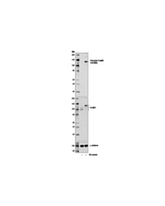 Cell Signaling Phospho-Foxm1 (Thr600) (D9m6g) Rabbit mAb