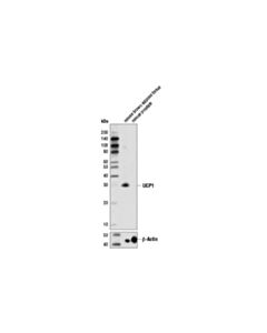 Cell Signaling Ucp1 (D9d6x) Rabbit mAb