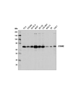 Cell Signaling Stam2 Antibody