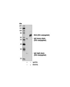 Cell Signaling Digoxigenin (D8Q9J) Rabbit mAb 20 uL