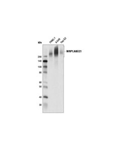 Cell Signaling Mrp1/Abcc1 (D7o8n) Rabbit mAb