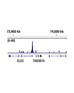 Cell Signaling Mll1 (D2m7u) Rabbit mAb (Amino-Terminal Antigen)