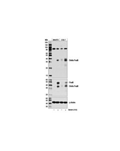 Cell Signaling Delta Fosb (D3s8r) Rabbit mAb