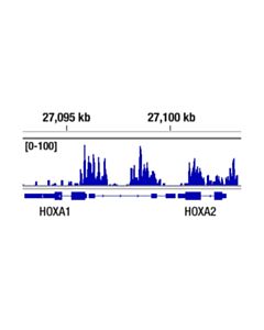 Cell Signaling Cbx8 (D2o8c) Rabbit mAb