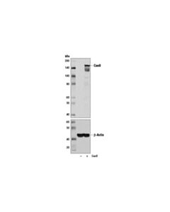 Cell Signaling Cas9 (7a9-3a3) Mouse mAb