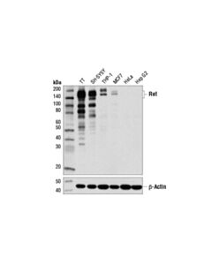 Cell Signaling Ret (D3d8r) Rabbit mAb