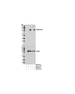 Cell Signaling Akt (E17k Mutant Specific) (D1t7p) Rabbit mAb